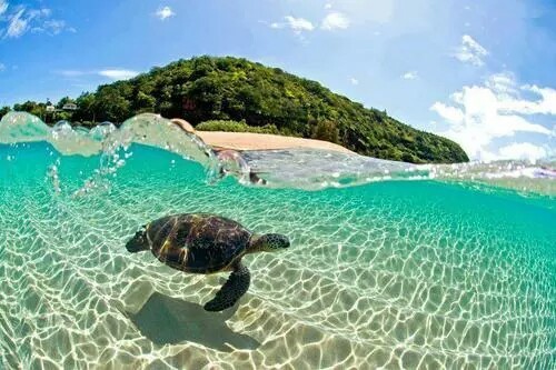 ぜいたく夏 ハワイ 画像 可愛い 最高の動物画像