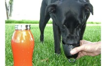 ワンコも熱中症対策！犬の目線で開発されたペット専用ウォーターボトル