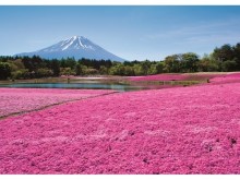ご当地グルメも出店！80万株の芝桜と富士山の絶景を楽しむ「富士芝桜まつり」が今年も開催