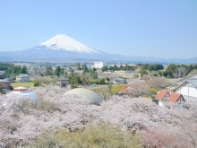 富士山＋2200本の桜＝まさに絶景！御殿場・時之栖桜まつりは、夜桜のライトアップも美しい‼