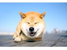 柴犬“まる”も来場！「阪急ハロードッグフェスタ2016夏」でわんちゃんとの暮らしをさらに楽しく♪