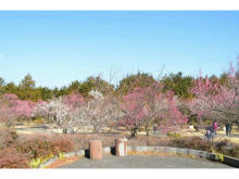 約200品種480本の梅が織りなす「梅まつり」が小田原で開催中