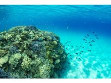 楽しみながら自然保護に貢献！沖縄「サンゴ保護活動プラン」