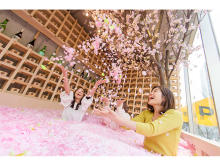 桜の花びらに埋もれる！“インドア花見”で佐賀の名産品を堪能