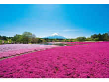 芝桜の花と富士山が織りなす絶景！「2019富士芝桜まつり」開催