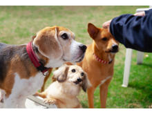 愛犬と入居できる老人ホームでホーム犬と触れ合うイベント開催