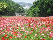 花摘み大会も！横須賀で約100万本の「ポピーまつり」開催中