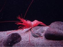 アクアマリンふくしまで新種の“紅色”深海エビを世界初展示！