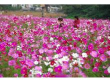 約100万本の花畑！横須賀で「コスモスまつり」開催