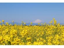 10万本のナノハナと富士山の絶景！長井海の手公園で「菜の花まつり」開催