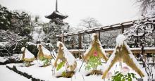 40品種200株が楚々と咲く！上野東照宮で冬ぼたん＆江戸風情を堪能しよう