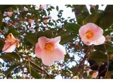早春の訪れ！国営武蔵丘陵森林公園でウメやツバキなどが開花をスタート