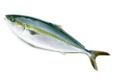 香川県のブランド魚「オリーブハマチ」解禁！プレゼントキャンペーンも開催