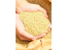 熊本県御船「米光自然農園」の自然栽培米“にこまる”の通販がスタート！