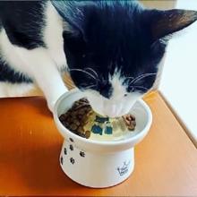 猫の水分補給は“飲む”から“食べる”へ！食べる水「ジュレッタ」発売開始