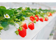 化学農薬不使用！山田みつばち農園にて「摘み採りイチゴの量り売り」開催