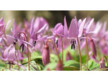 六甲高山植物園で“里山を彩る春の妖精”といわれる「カタクリ」が見ごろ
