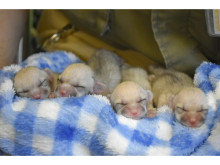 8月に「伊豆シャボテン動物公園」でフェネックの四つ子の赤ちゃんが誕生！