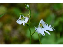 六甲高山植物園で羽ばたく鷺(さぎ)の様に咲く白い花「サギソウ」が開花