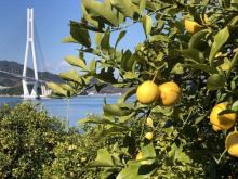 農業と観光双方の地域課題を解決！尾道市瀬戸田で柑橘収穫のお手伝いをする若者を募集