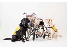 イオンモール幕張新都心にて、補助犬の活動を知って学べる体験イベントが開催！