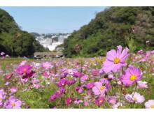 「横須賀市くりはま花の国」が再開園！約100万本のコスモス花畑が10月下旬まで見頃