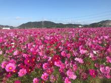 約300万本のコスモスが咲き誇る！「志方東コスモスまつり2021」開催