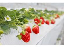 「山田みつばち農園」で1月5日の“いちごの日”から「いちご摘み採り体験」が開始！