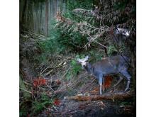 鹿による林業被害の低減を目指して、奈良県宇陀市で狩猟体験イベントを開催