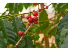 やまこうファームが国産コーヒーの初収穫に成功！本州で国産のコーヒー栽培が可能に