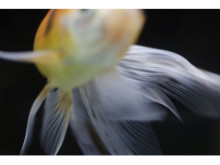 ケンコー・トキナーギャラリーで“中津原勇気 写真展「Jewelry Fish」”を開催