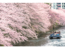800本の桜を船から見上げる！毎年好評の「桜の名所、目黒川お花見クルーズ」開催
