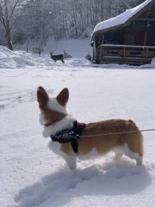 「あたいに、ついてきな！」残像残す程の疾走で雪道を突き進むコーギー　”愛おしいと感じる”犬の世界