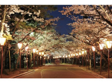 加古川市最大級の夜桜スポット日岡山公園にて、ぼんぼりライトアップ開催