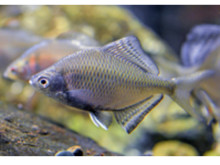 水族施設の飼育水から絶滅危惧魚類の長いDNA配列の解析に成功