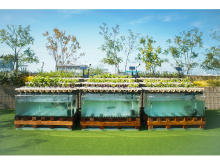 魚と野菜が同時に育つ！循環型屋上ファーム「AGRIKO FARM」が、桜新町に開園