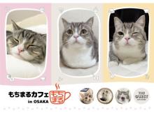 “YouTubeで最も視聴された猫”の「もちまるカフェ in OSAKA」開催