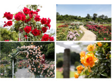 約800種、約3,300株のバラが咲き誇る！「生田緑地ばら苑」春の一般開放がスタート