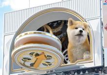 渋谷の3D“秋田犬”　コロナ禍で苦境の屋外広告に希望、“新宿の猫”とコラボの可能性も？