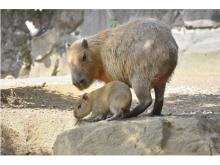 伊豆シャボテン動物公園のカピバラの赤ちゃんが成長中！スイカ早食い競争も