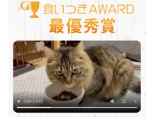 GRANDSが開催する「食いつきAWARD2022 SUMMER」の受賞猫が決定！