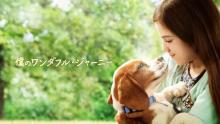 金曜ロードショー『僕のワンダフル・ジャーニー』地上波初放送へ　犬と人の絆描いたシリーズ第2弾