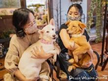 殺処分ゼロに！ピースワンコ・ジャパンが保護犬の認知拡大を目指したキャンペーン実施
