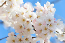 自然の成分た～っぷり配合の大人気ボディークリームが再登場！“桜とチェリーの香り”で至福の時間を過ごさない？