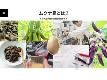 紀州ほそ川創薬が発信、ムクナ豆の総合情報サイト『ムクナ豆とは？』オープン
