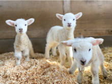 【大阪府堺市】母羊の後ろを歩く姿に癒される！「ハーベストの丘」に可愛い仔羊4頭が誕生