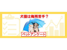 ペット保険比較のピクシーが「犬や猫のための梅雨対策」に関する調査結果を公開！