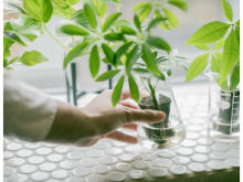 水で育てる観葉植物「＆Green」、人気占い師監修の運気を上げる観葉植物セット新発売