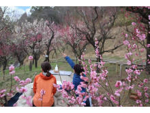 大阪府立花の文化園で、こたつに入って観梅を楽しむ人気イベント「梅コタ2024」開催！