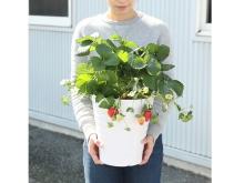 宮川洋蘭が「おうちでいちご狩りができる大きなイチゴ鉢」を150鉢限定で先行発売中！